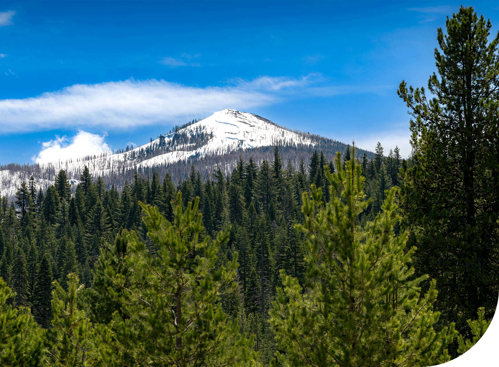 Landscape photo of FSC certified forest